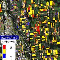 精密農業-人工衛星データを用いた小麦の登熟早晩マップの例